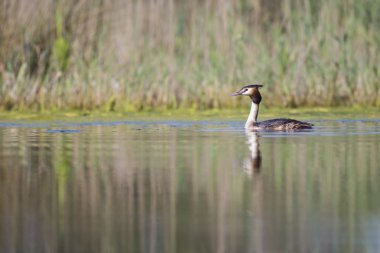 Büyük batağan Yüzme göle tepeli