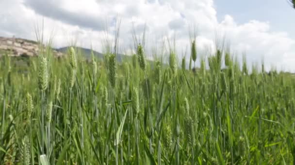 Cornfield en Italie 