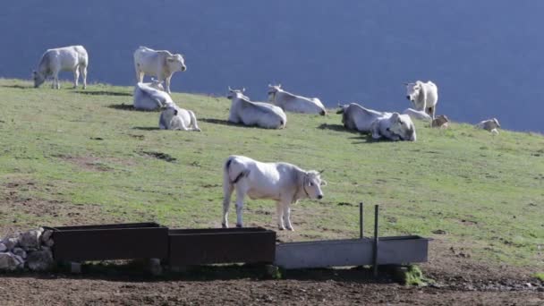 Vacas y caballos en las montañas — Vídeos de Stock