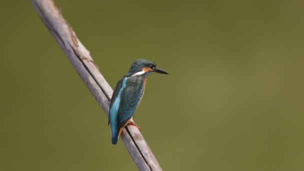 Kingfisher em Itália — Vídeo de Stock