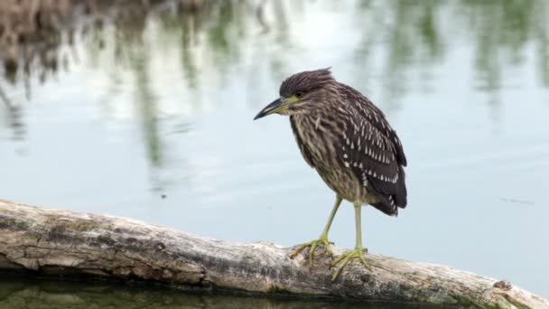 Young Night heron — Stock Video