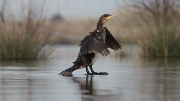 Cormorão seca as asas no tronco — Vídeo de Stock