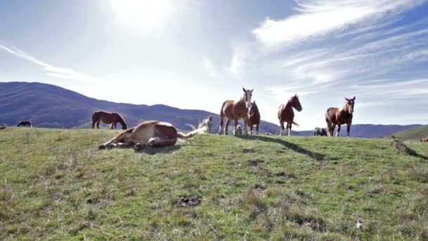 Cavalos nas montanhas — Vídeo de Stock