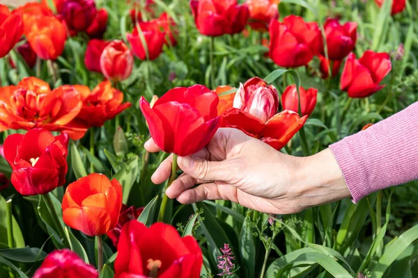 Female Hand Delicate Pink Sweater Picking Red Tulip Field Full Royalty Free Stock Photos
