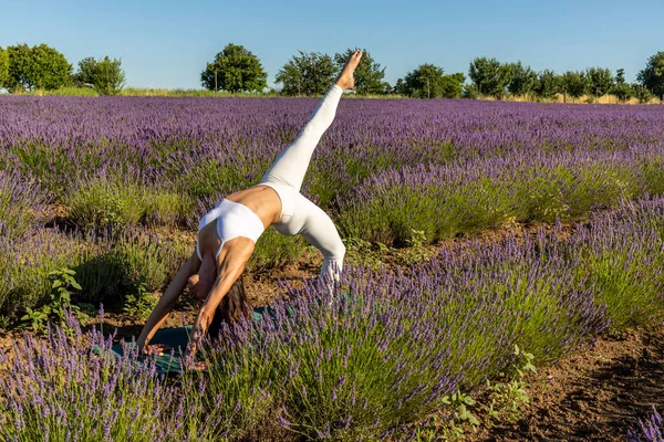 Ejercicios Yoga Campo Lavanda Floreciente Una Mujer Haciendo Variación Dos Imágenes de stock libres de derechos