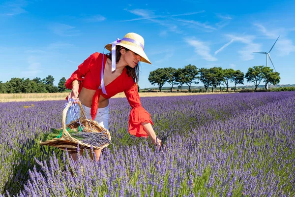 Hermosa Mujer Recogiendo Lavanda Campo Floreciente Con Cesta Lleva Una — Foto de Stock