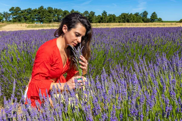 Mujer Joven Recogiendo Flores Lavanda Campo Floreciente Oliendo Delicioso Perfume — Foto de Stock