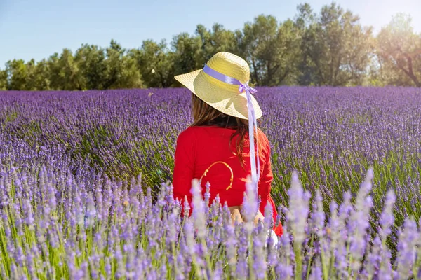 Vista Trasera Una Joven Arrodillada Floreciente Campo Lavanda Lleva Sombrero — Foto de Stock