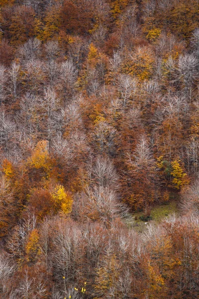 Bos in de herfst in de Italië — Stockfoto