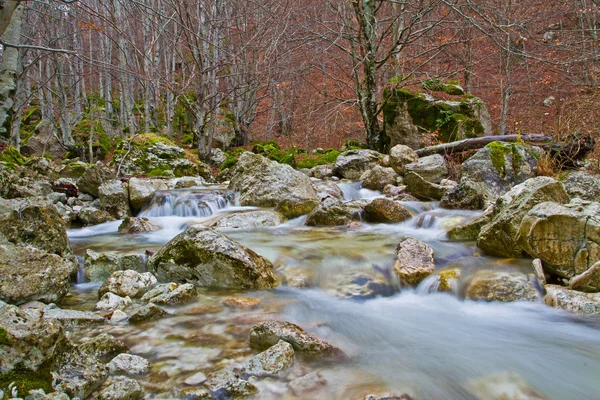 Fluxo na floresta — Fotografia de Stock