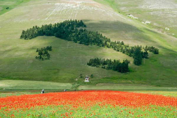 Landscape of the plain of Castelluccio, in Italy — Stock Photo, Image