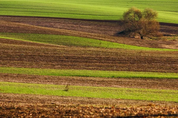 Feld mit Baum gepflügt — Stockfoto