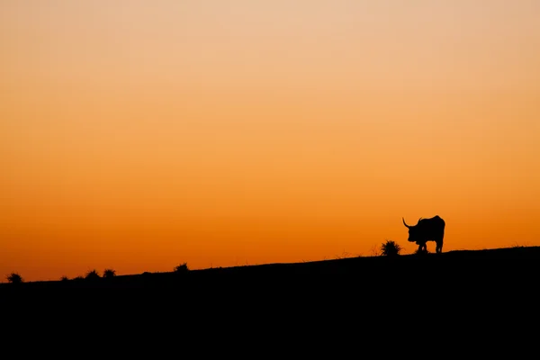 gün batımında inek