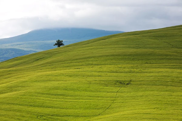 Hügel in der Toskana — Stockfoto