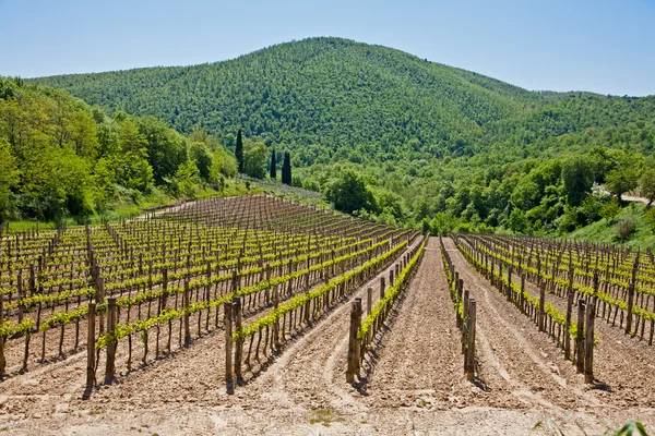 Szőlő-Val D'Orcia Toszkánában — Stock Fotó