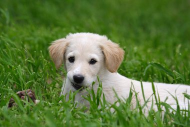 Maremma çoban köpeği bahçesinde