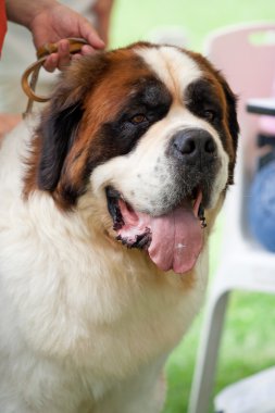 Saint bernard köpek