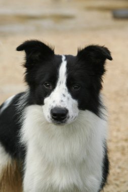 sınır collie köpek