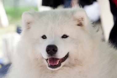 Bahçede köpek portresi