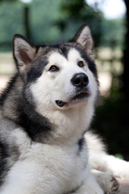 Alaskan malamute köpek
