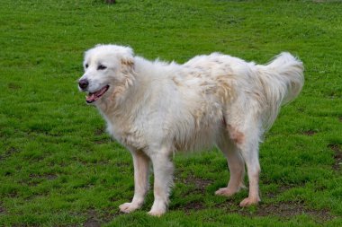 Parkta oynarken Maremma çoban köpeği