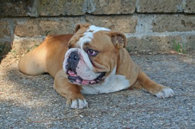 Bulldog yere aittir