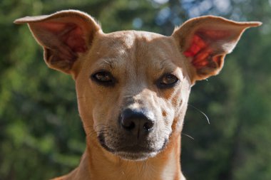 Komik pomeranian köpek