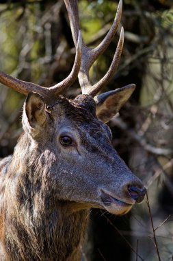 Geyik İtalya Abruzzo Ulusal Parkı