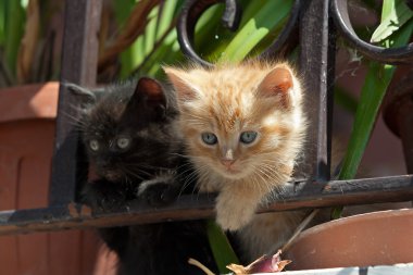 Terasta küçük kedi yavrusu