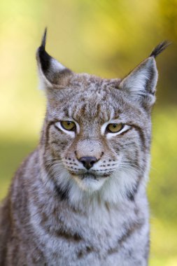 Lynx İtalya Abruzzo Ulusal Parkı