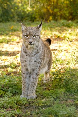 Lynx İtalya Abruzzo Ulusal Parkı