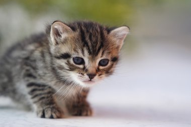 Bahçedeki küçük kedi yavrusu