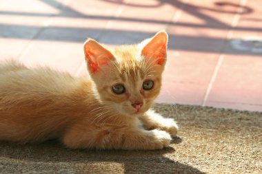 küçük kırmızı kedi