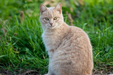 Çimlerde kırmızı kedi