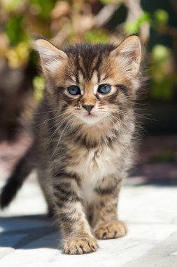 Bahçedeki küçük kedi yavrusu