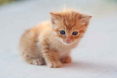 Bahçedeki küçük kedi yavrusu