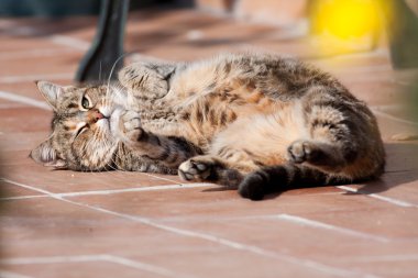 Kedi yerde yatıyor.