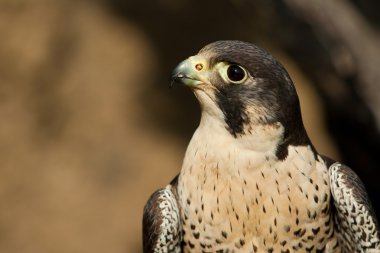 Peregrine falcon ağaç üzerinde