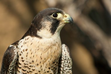 Peregrine falcon ağaç üzerinde
