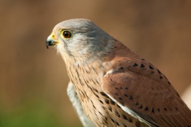 kerkenez ağaç üzerinde