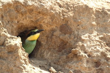 köpek yavrusu yiyen yuva için