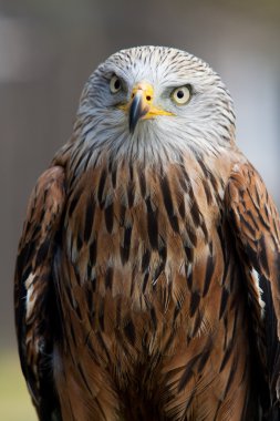 Bahçedeki kırmızı uçurtma