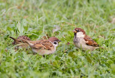Çimlerin üzerindeki serçe