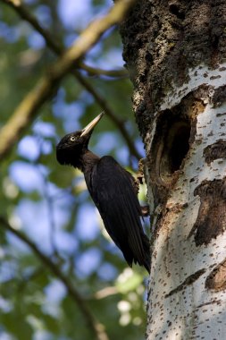 Ağaç üzerinde siyah ağaçkakan