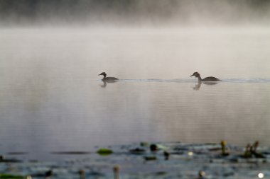 Sis büyük tepeli batağan