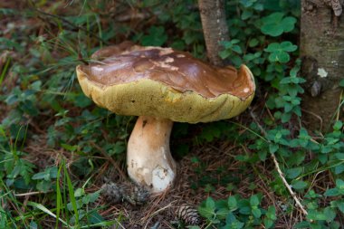 Ormanda Boletus Mantarı