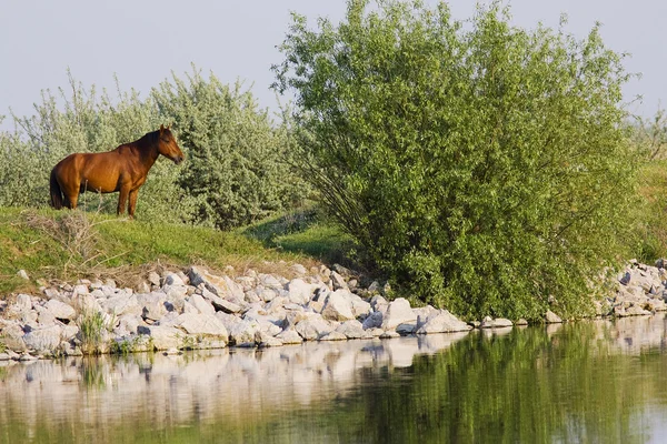 Caballo en la orilla del río —  Fotos de Stock