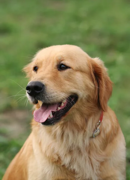 Golden Retriver cão — Fotografia de Stock