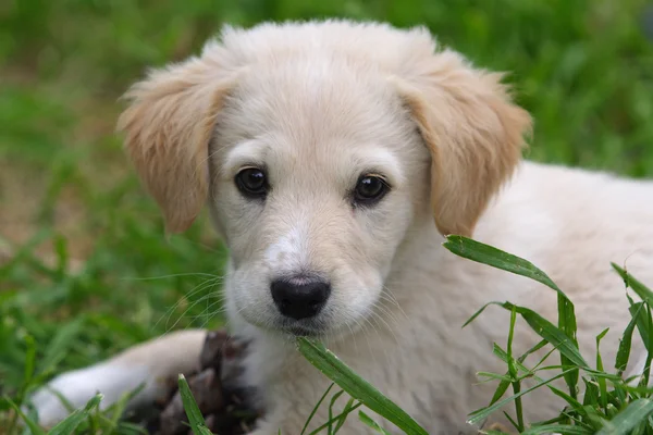 Maremma herdershond in Italië — Stockfoto