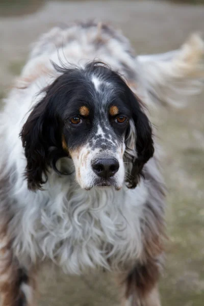 Ritratto Cane Giardino — Foto Stock